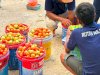 Panen Semangka dan Tomat bersama Pemda, Rutan Majene Perkuat Dukungan Ketahanan Pangan