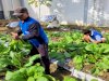 Lapas Tanjung Panen Sawi 14 Kilogram, Bukti Pembinaan Kemandirian Berjalan Produktif 