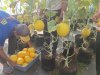 Petik Hasil Pembinaan, Lapas Kuningan Panen 20 Kg Melon di SAE Pertanian