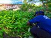 Panen Hijau dari Balik Tembok, Lapas Amuntai Hasilkan 25 Kg Kangkung 