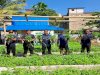 Lapas Banjarmasin Kembali Panen 38 Kg Kangkung untuk Dapur Lapas dan Pasar Luar