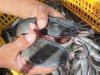 Di Balik Kolam Sederhana, Lapas Batulicin Panen 100 Kilogram Lele