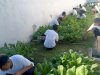 LPKA Palu Panen Sawi, Hasil Program Pembinaan Kemandirian Anak Binaan