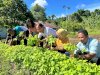 LPKA Manokwari Panen Perdana Bayam dari Program Kebun Pembinaan