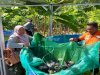 Tingkatkan Produktivitas, Lapas Namlea Pasarkan Hasil Panen Ikan Nila