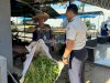 Lapas Narkotika Karang Intan Panen 50 Kilogram Kangkung, Dukung Ketahanan Pangan Nasional