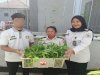 Langkah Konkret Ketahanan Pangan, Lapas Wahai Panen Kangkung Hidroponik