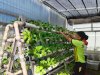 Ubah Ruang Terbatas Jadi Produktif, Anak Binaan LPKA Pangkalpinang Kelola Kebun Hidroponik Pakcoy