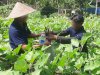 Berkelanjutan dan Produktif, Lapas Tabanan Kembali Panen Terung