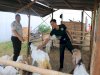 Dari Semak Jadi Kandang Ternak, Lapas Pemuda Madiun Sulap Lahan Terbengkalai Jadi Sentra Ketahanan Pangan