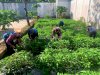 Panen 20 Kilogram Kangkung, Lapas Tanjung Asah Keterampilan Warga Binaan