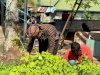Dukung Program Ketahanan Pangan, Rutan Rantau Panen Bayam dan Kangkung Hasil Budidaya Warga Binaan