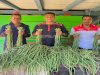 Pembinaan Produktif, Lapas Piru Panen 60 Ikat Kacang Panjang