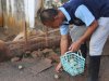 Produktivitas Terus Bertumbuh, Bebek Petelur Lapas Batulicin Hasilkan 38 Telur Per Hari