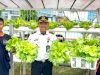 Dari Lahan Terbatas, Selada Hidroponik Lapas Kotabaru Terus Dukung Kemandirian Pangan