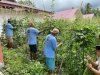 Semakin Produktif, Lapas Tahuna Panen 300 Ikat Kacang Panjang