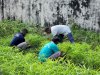 Warga Binaan Lapas Tual Panen 21 Kilogram Kangkung dari Lahan Asimilasi