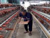 Dukungan Ketahanan Pangan, Warga Binaan Lapas Kelas I Cipinang Hasilkan Ratusan Telur Ayam dari Kandang Asimilasi