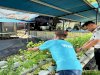 Warga Binaan Lapas Narkotika Karang Intan Panen 1 Kg Daun Mint untuk Teh Mint Laskarin
