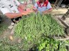 Panen Kedua dalam Sepekan, Lapas Piru Hasilkan 51 Ikat Kacang Panjang