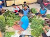 Optimalkan Lahan Sempit, Rutan Marabahan Panen 50 Ikat Kangkung