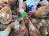 Lapas Banjarmasin Latih Warga Binaan Manfaatkan Azolla sebagai Pakan Tambahan Ayam Petelur