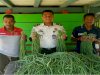 Panen 75 Ikat Kacang Panjang, Lapas Piru Perkuat Pembinaan Kemandirian Warga Binaan