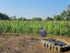 Warga Binaan Lapas Pangkalpinang Sukses Budidayakan Jagung dengan Kompos Fly Ash
