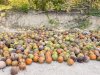 Rutan Majene Panen 2.130 Kelapa di Lahan SAE, Wujud Nyata Dukung Ketahanan Pangan