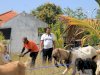 Lapas Pemuda Madiun Manfaatkan Kambing Jadi Pengendali Alami Gulma di Lahan Perkebunan
