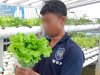 Selada Hidroponik Warga Binaan Lapas Kotabaru Kian Diminati Pasar