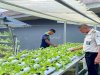 Rutan Ambon Produktif dan Kreatif melalui Hortikultura Hidroponik dan Daur Ulang Limbah Kelapa