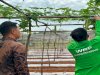 Kebun SAE Rutan Pelaihari Panen 27 Kg Pare, Bukti Pembinaan Berorientasi Kemandirian