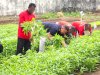 Lahan Asimilasi Produktif, Lapas Tual Sukses Panen 26 Kilogram Kangkung Segar
