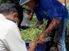 Dukung Ketahanan Pangan, SAE Rutan SoE Panen 30 Kilogram Buncis