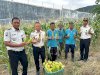 Warga Binaan Lapas Luwuk Panen Perdana 50 Kilogram Jagung