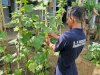 Mentimun Giok Jadi Komoditas Baru Pembinaan Kemandirian Lapas Pangkalpinang