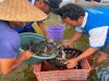 Panen 24 Kg Lele, Lapas Brebes Cetak Warga Binaan Produktif dan Berdaya Saing