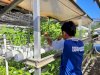 Lapas Tanjung Panen 15 Kilogram Kangkung Hidroponik Hasil Pembinaan Warga Binaan