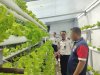 Lapas Wahai Perkuat Kemandirian Pangan lewat Budidaya Tomat dan Selada