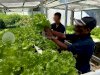 Lapas Amuntai Kembangkan Hidroponik, Panen 10 Kilogram Selada
