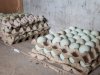 Produktivitas Meningkat Pesat, Panen Telur Bebek Lapas Batulicin Naik Dua Kali Lipat