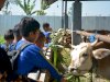 Agro Wisata Edukasi Pemasyarakatan Lapas Terbuka Kendal Terima Kunjungan Outing Class SDN 2 Bleder