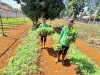 Pembinaan Produktif, Kebun SAE Rutan Pelaihari Panen 30 Ikat Bayam 