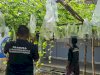 Warga Binaan Lapas Pangkalpinang Kembangkan Kebun Pare Sistem Vertikultur