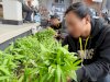 Panen Kangkung dan Jamur, Bapas Denpasar Perkuat Ketahanan Pangan