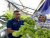 Segar dari Kebun, Hasil Panen Selada Warga Binaan Lapas Tual Langsung Diborong Pengunjung
