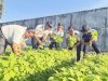 Lapas Labuhan Bilik Panen Bayam dan Kangkung, Vendor Bama Serap Hasil