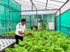 Lapas Luwuk Konsisten Panen Sayur melalui Budidaya Hidroponik Modern