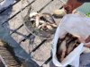 Panen Patin Berkelanjutan, Lapas Amuntai Hasilkan 25 Kilogram untuk Dukung Ketahanan Pangan